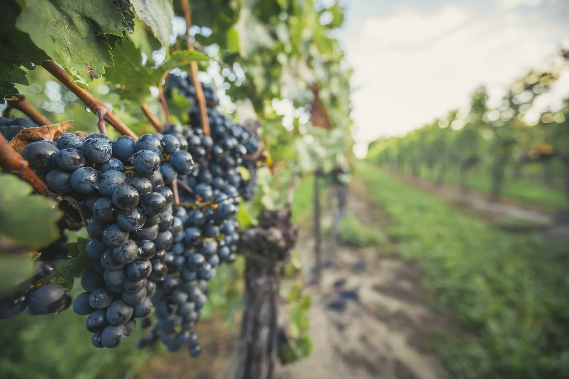 ペラー エステートのブドウ園の蔓にぶら下がっている紫色のブドウのクローズアップ。 