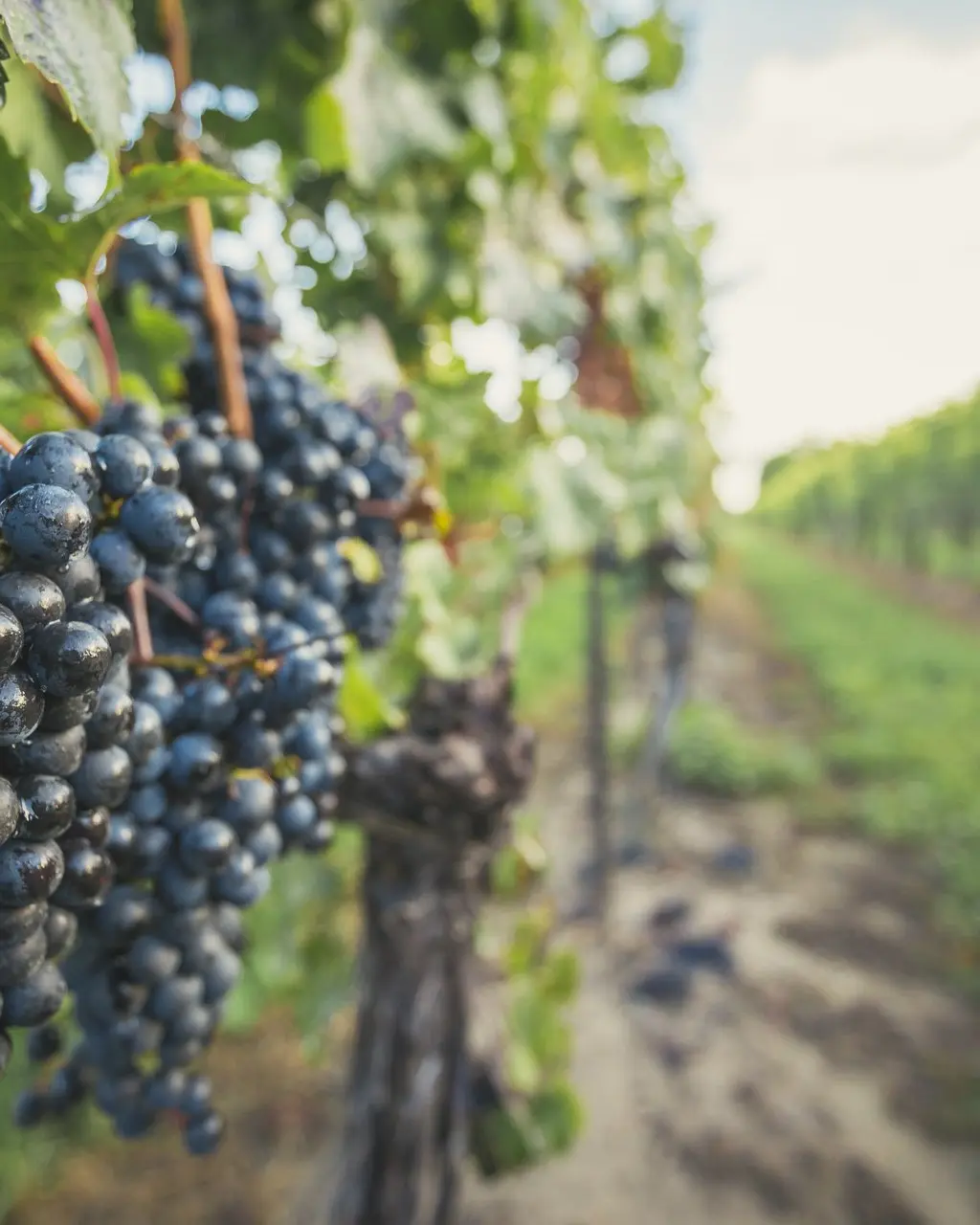 A close-up of purple grapes hanging on a vine in a vineyard at Peller Estates.