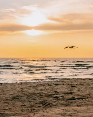 A seagull in the sky on an empty beach.