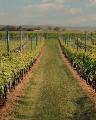 Ein grasbewachsener Weg führt zwischen Reihen üppiger Weinberge eines Weinguts in der Niagara-Region hindurch.