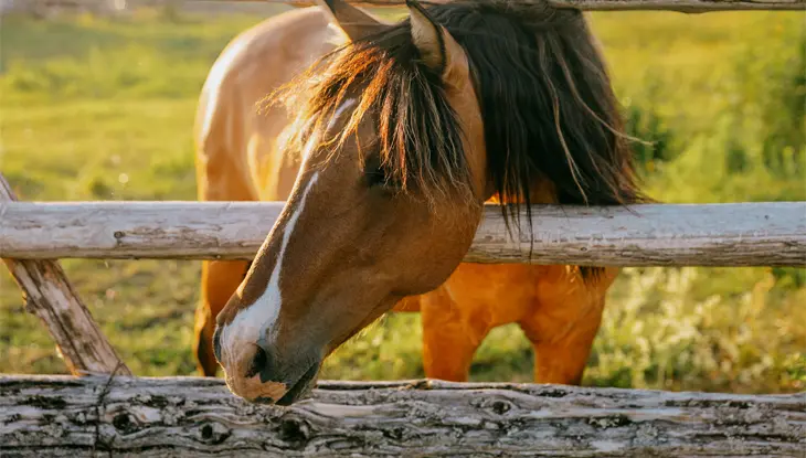 Un cheval brun à la crinière foncée qui regarde à travers une clôture de bois à la ferme Mādahòkì à Nepean.