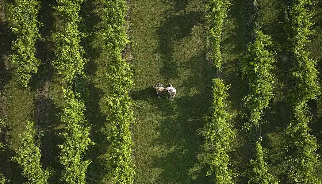 Two people walk among rows of lush green grape vines at Vankleek Hill Vineyard. 