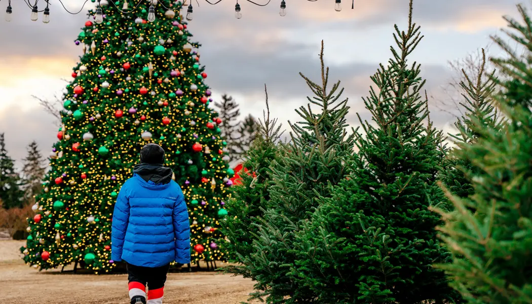 Una persona con un abrigo de invierno azul camina junto a una hilera de árboles recién cortados hacia un gran árbol de Navidad decorado festivamente.