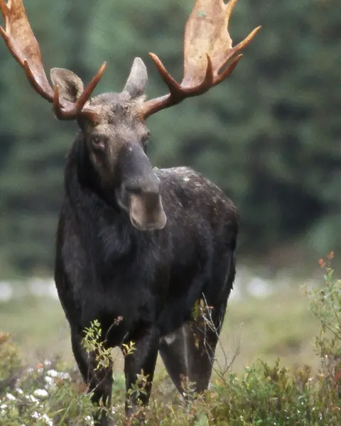 봄철에 알곤퀸 공원의 초원에서 성숙한 뿔을 가진 수컷 엘크가 발견되었습니다.