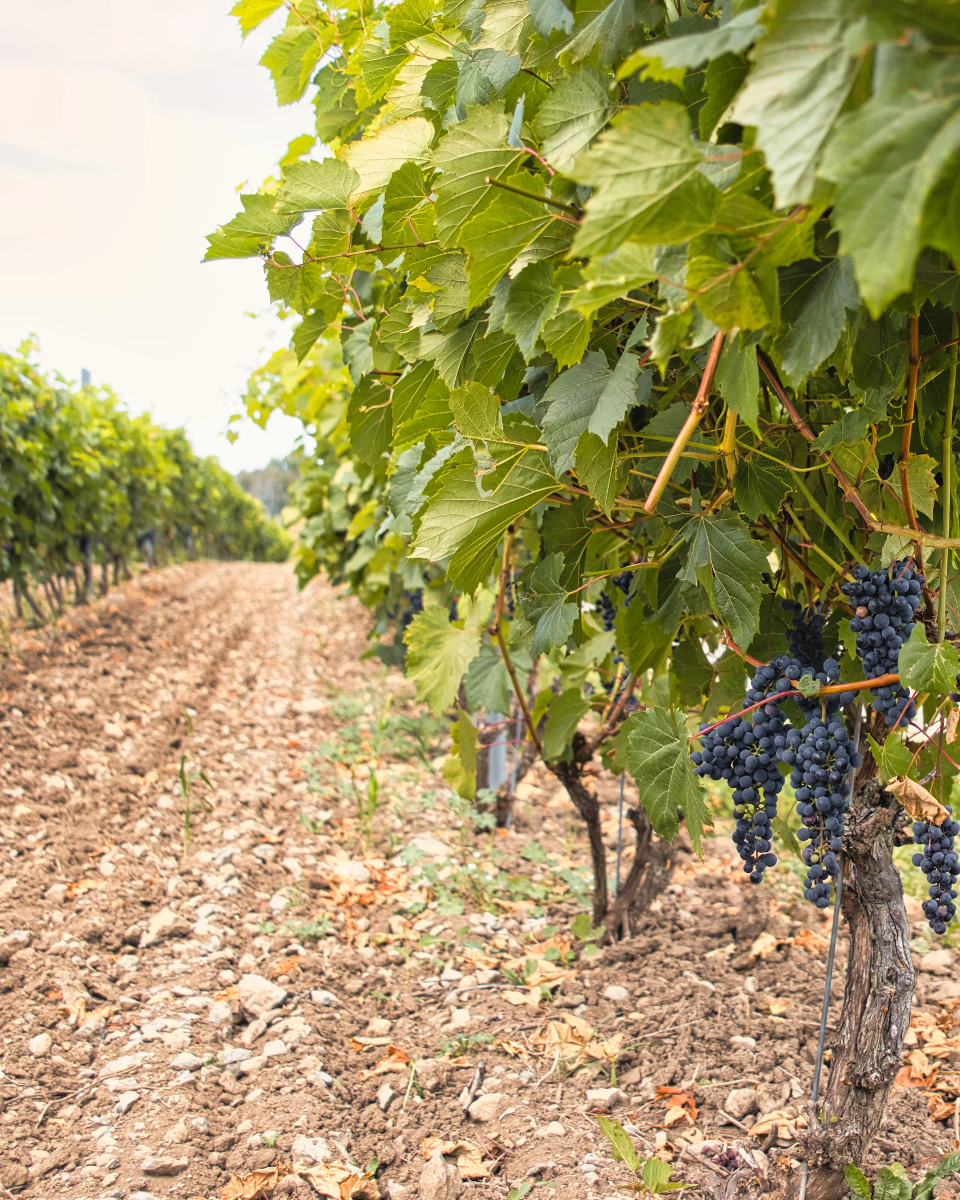 Vignes du domaine viticole Karlo Estates