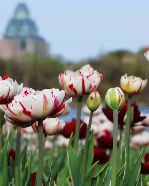 A garden of red and white tulips blooms with the National Gallery of Canada in the background in Ottawa.