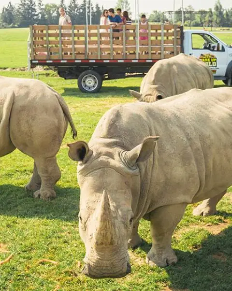 Un véhicule ouvert transporte les visiteurs devant un groupe de rhinocéros et d'autres animaux sauvages à l'African Lion Safari, dans le sud de l'Ontario.