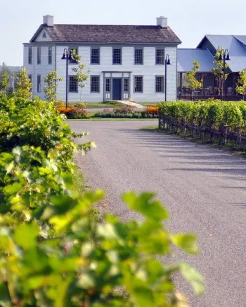 Grapevines line the driveway up to a stately building at Ravine Vineyard Estate Winery in the Niagara Region.