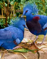 Deux gouras couronnés perchés sur un rebord de pierre, face à face, au cœur d’un jardin luxuriant.