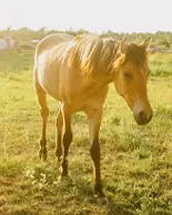 Sunshine on a beige horse in an open field.
