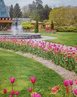Eine Reihe großer rosa Tulpen.