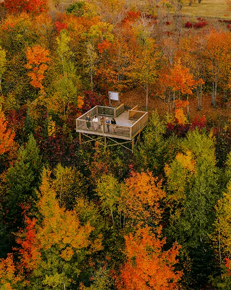 Vista aérea de un parque forestal en otoño con una plataforma de observación sobre las copas de los árboles.