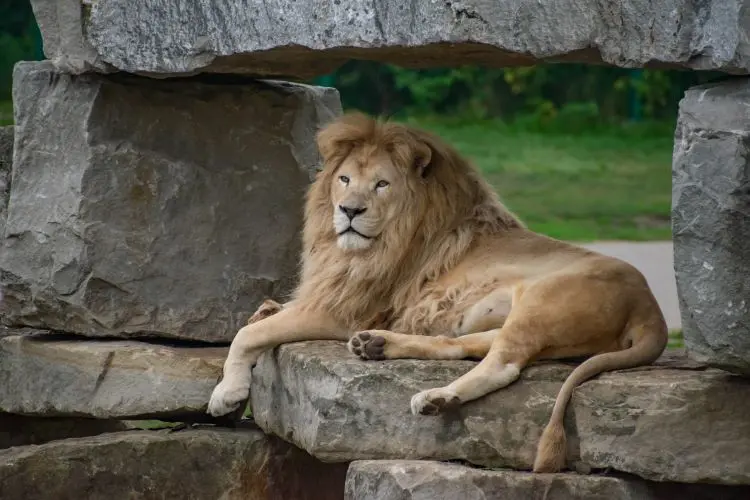 Un león acostado sobre una roca.