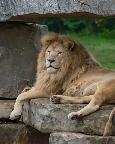 A lion lying on a rock.