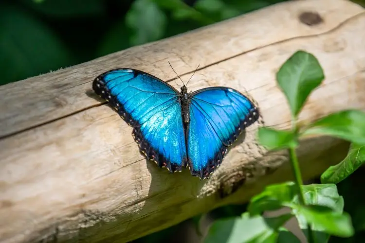Una mariposa azul brillante descansa sobre un tronco de madera.