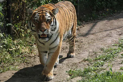 Un tigre con la boca ligeramente abierta camina por un camino de tierra.