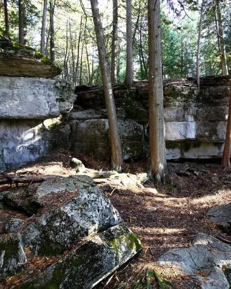 Grandes rocas rodeadas de árboles en un bosque.
