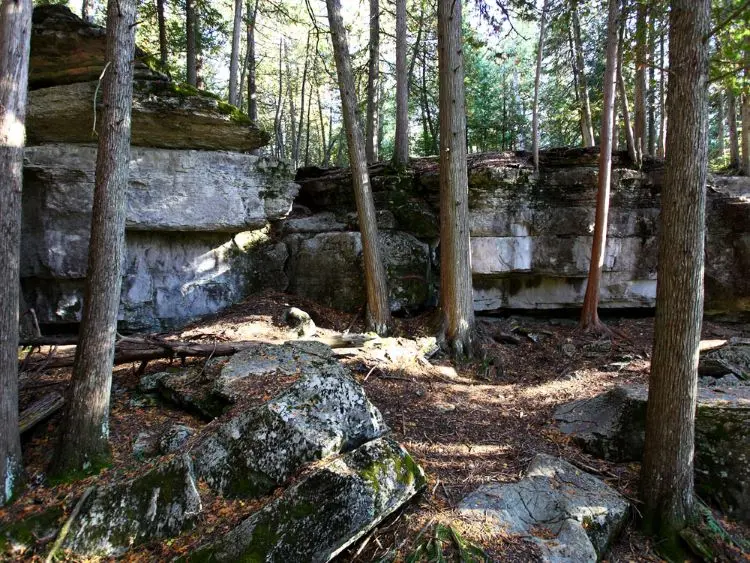 森の中の木々に囲まれた大きな岩。