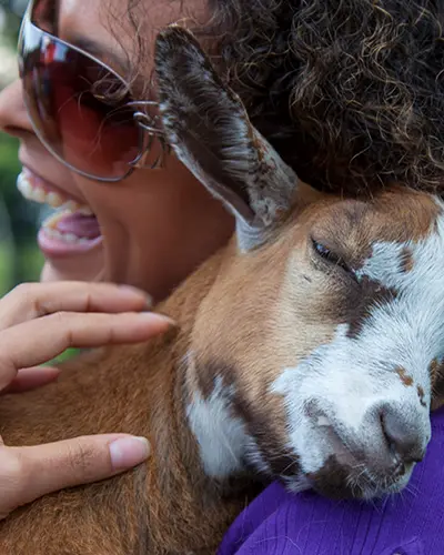 A woman snuggles with a young goat.