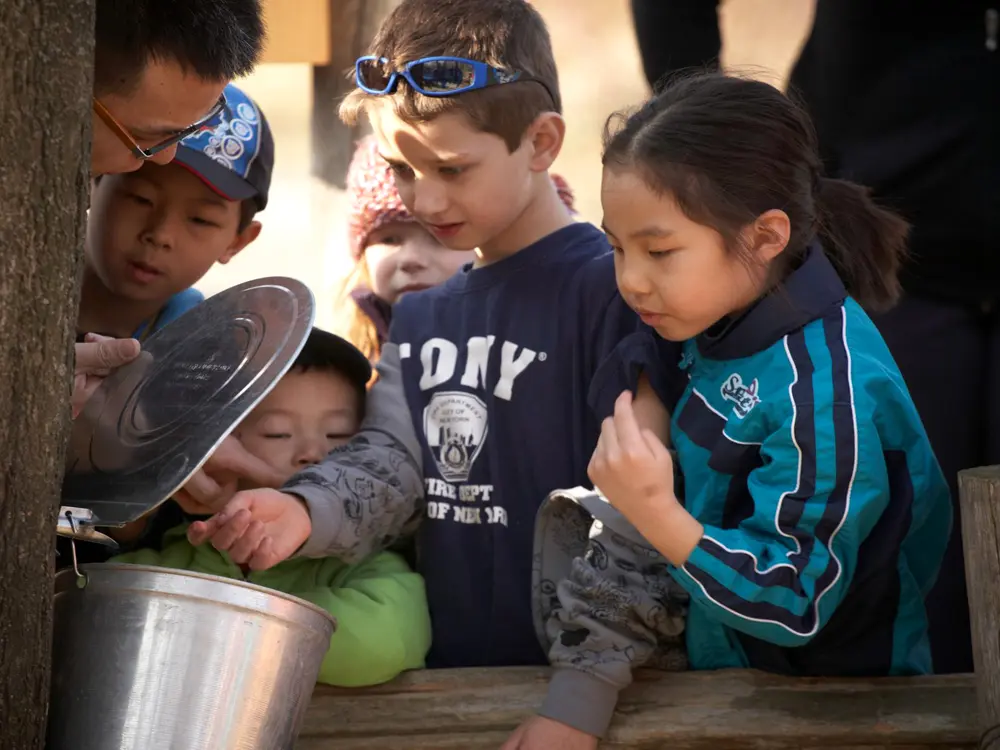 子供たちのグループがメープルシロップを採取するためのバケツを見るために集まっています。