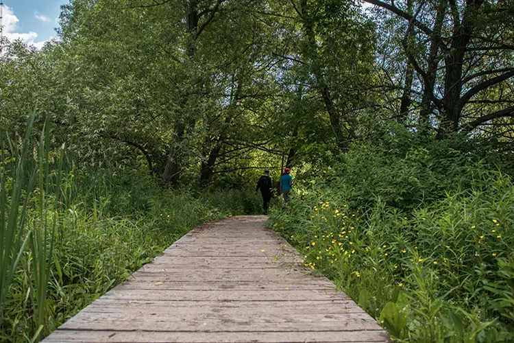 두 사람이 나무들 사이로 나무 판자길을 걷고 있다.