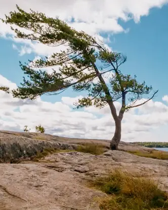 Pino azotado por el viento inclinado sobre rocas escarpadas junto a la costa en el Parque Provincial Killbear en Ontario.