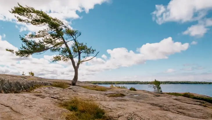  온타리오 주 킬베어 주립공원의 해안선 옆 울퉁불퉁한 바위 위로 기울어진 바람에 휘날리는 소나무.