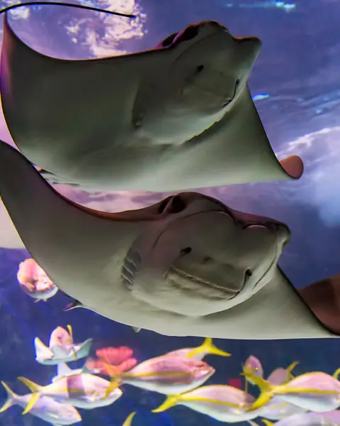 Stingrays swimming up close with other various fish in the background at Ripley’s Aquarium of Canada.