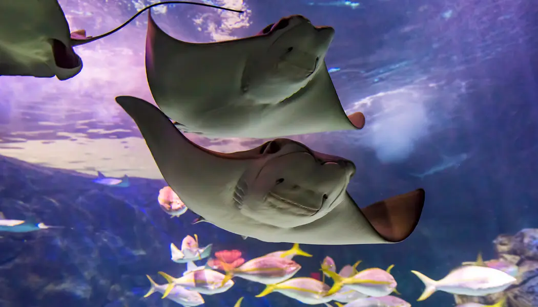 Mantarrayas nadando cerca de otros peces en el fondo en el Acuario Ripley de Canadá.