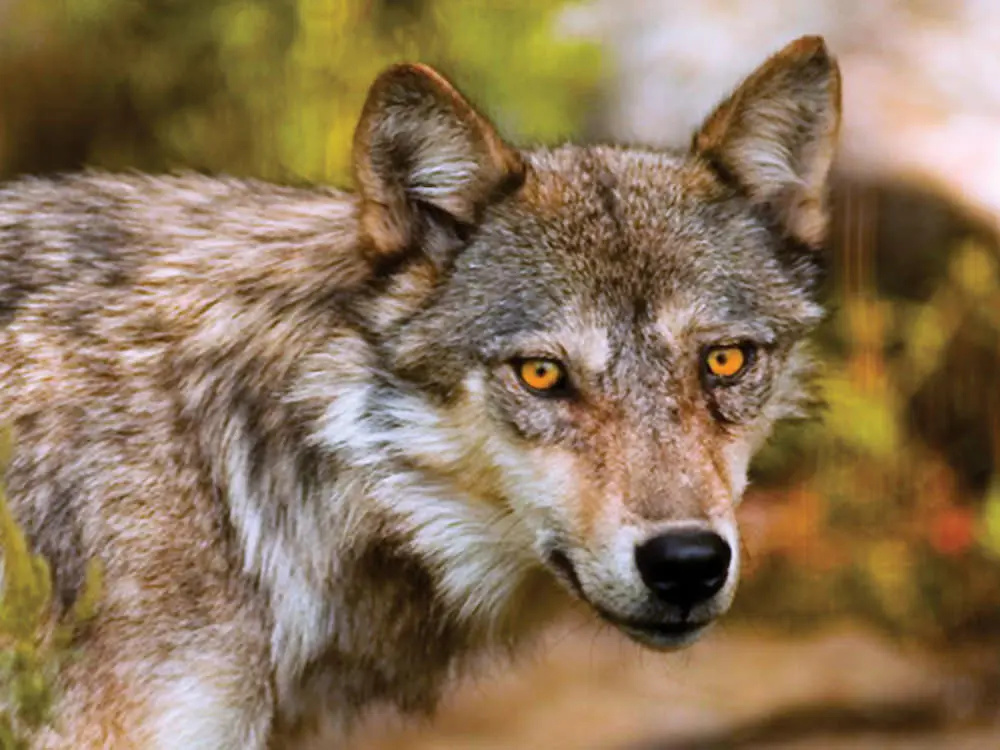 La inquietante mirada de un lobo en la naturaleza
