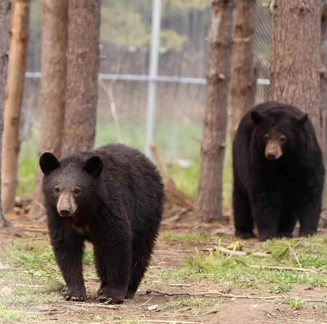 柵で囲まれた木造のクマの前を歩くクマの子