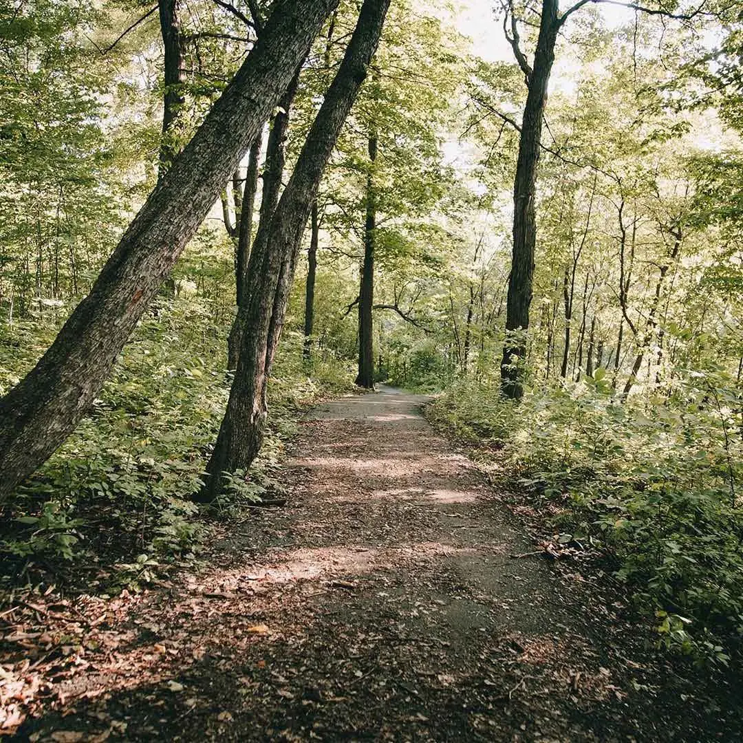 Ein asphaltierter Radweg durch ein Waldgebiet