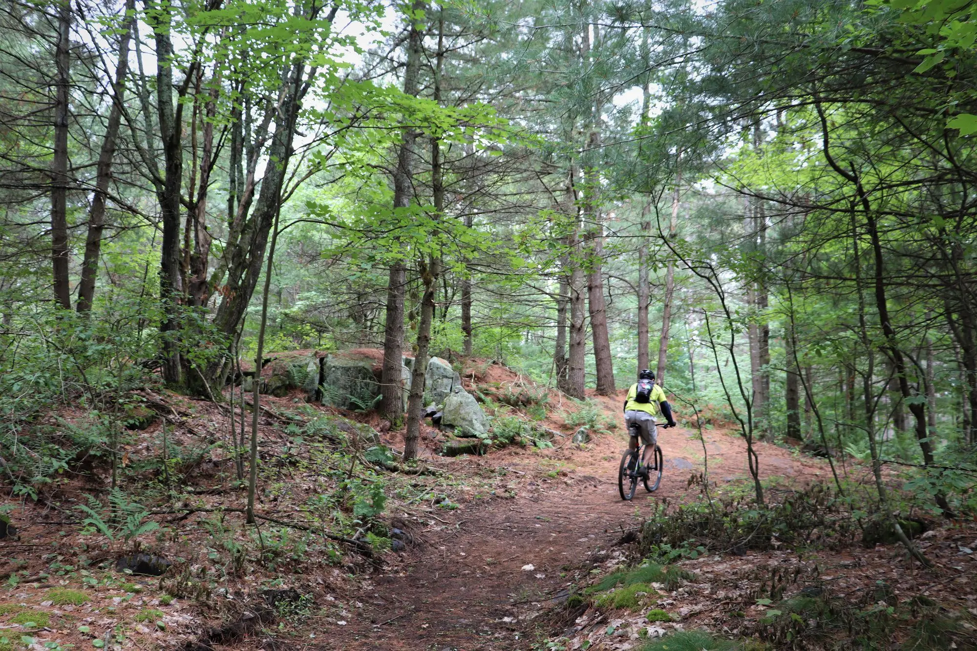 Ciclista de montaña en un camino rodeado de árboles altos