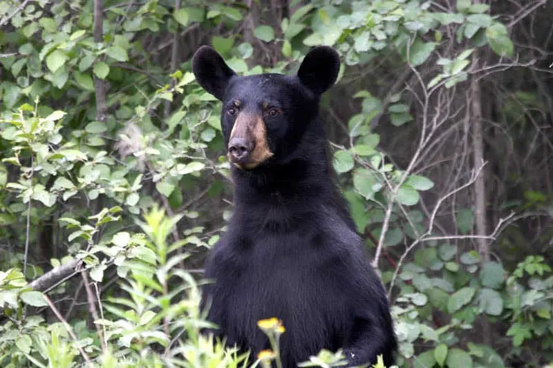 A black bear props up his head from amongst the trees