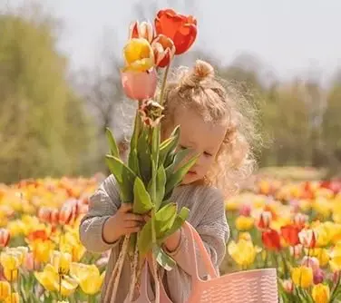Une jeune fille cueillant des tulipes