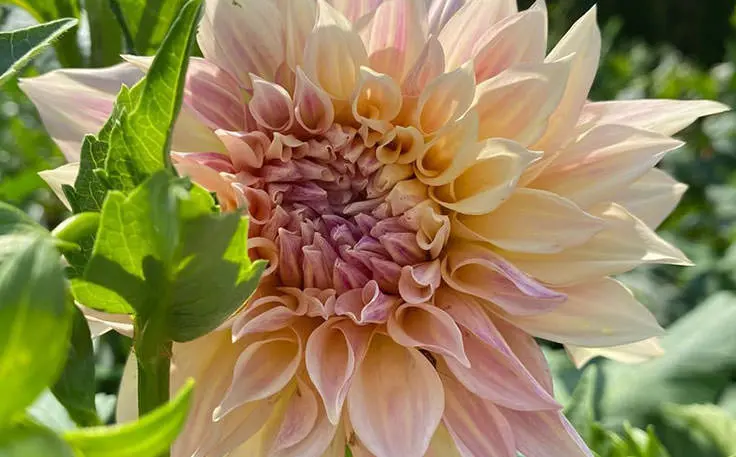 ピンクの花のクローズアップ