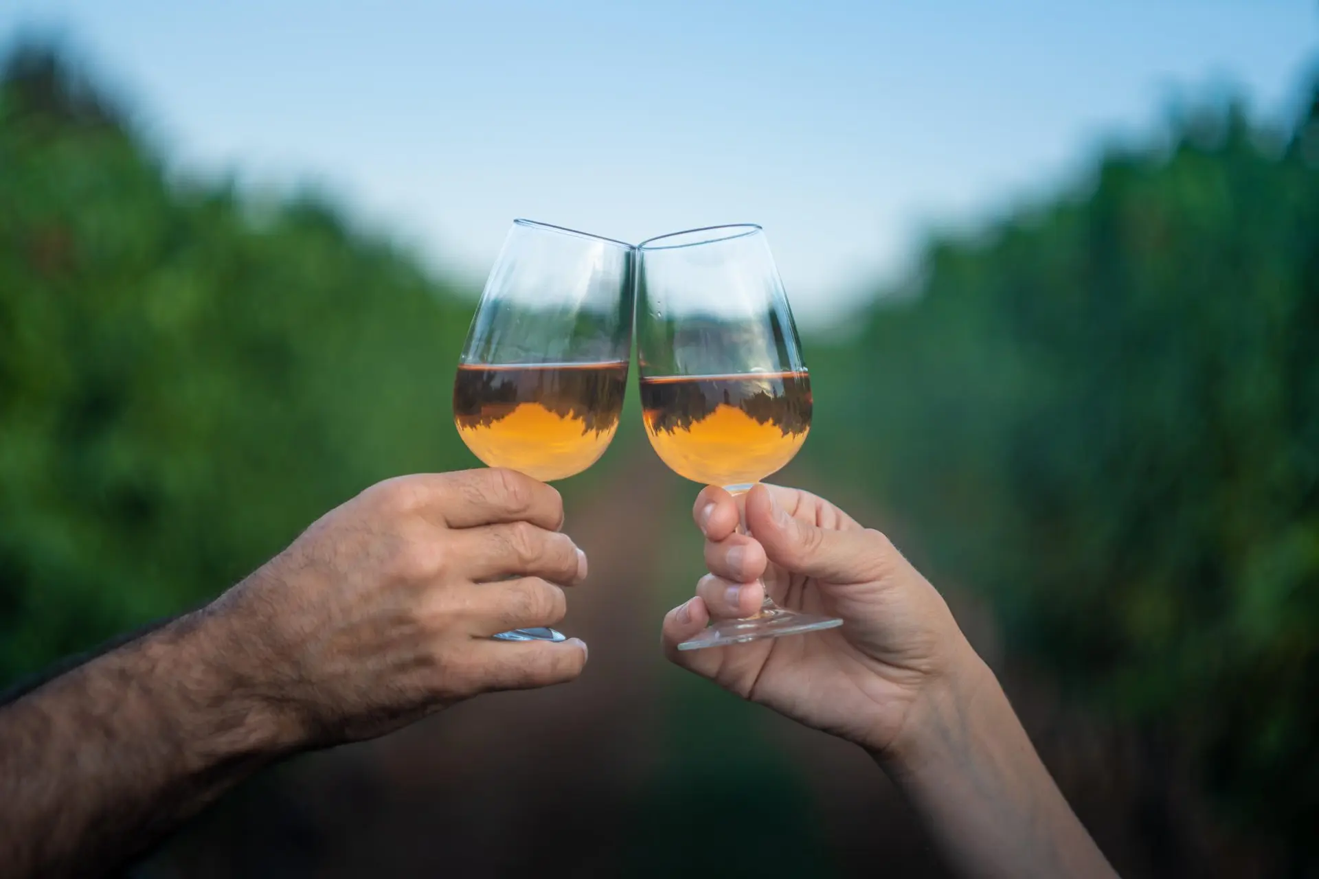 コンゼルマン ヴィンヤードで、白ワイン グラスを掲げて乾杯する 2 人の手。