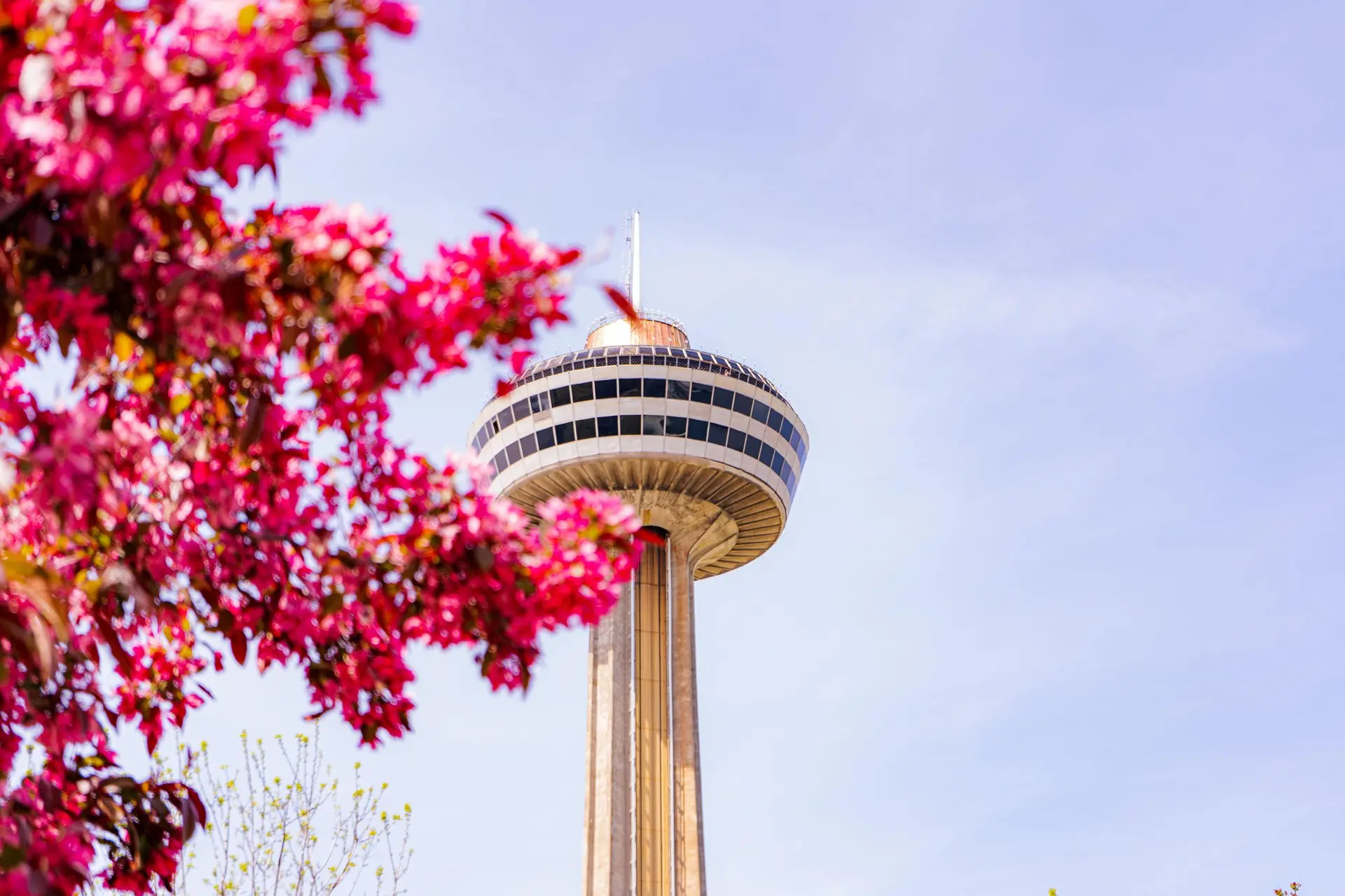 木のピンク色の葉がナイアガラの滝のスカイロンタワーをわずかに隠しています。