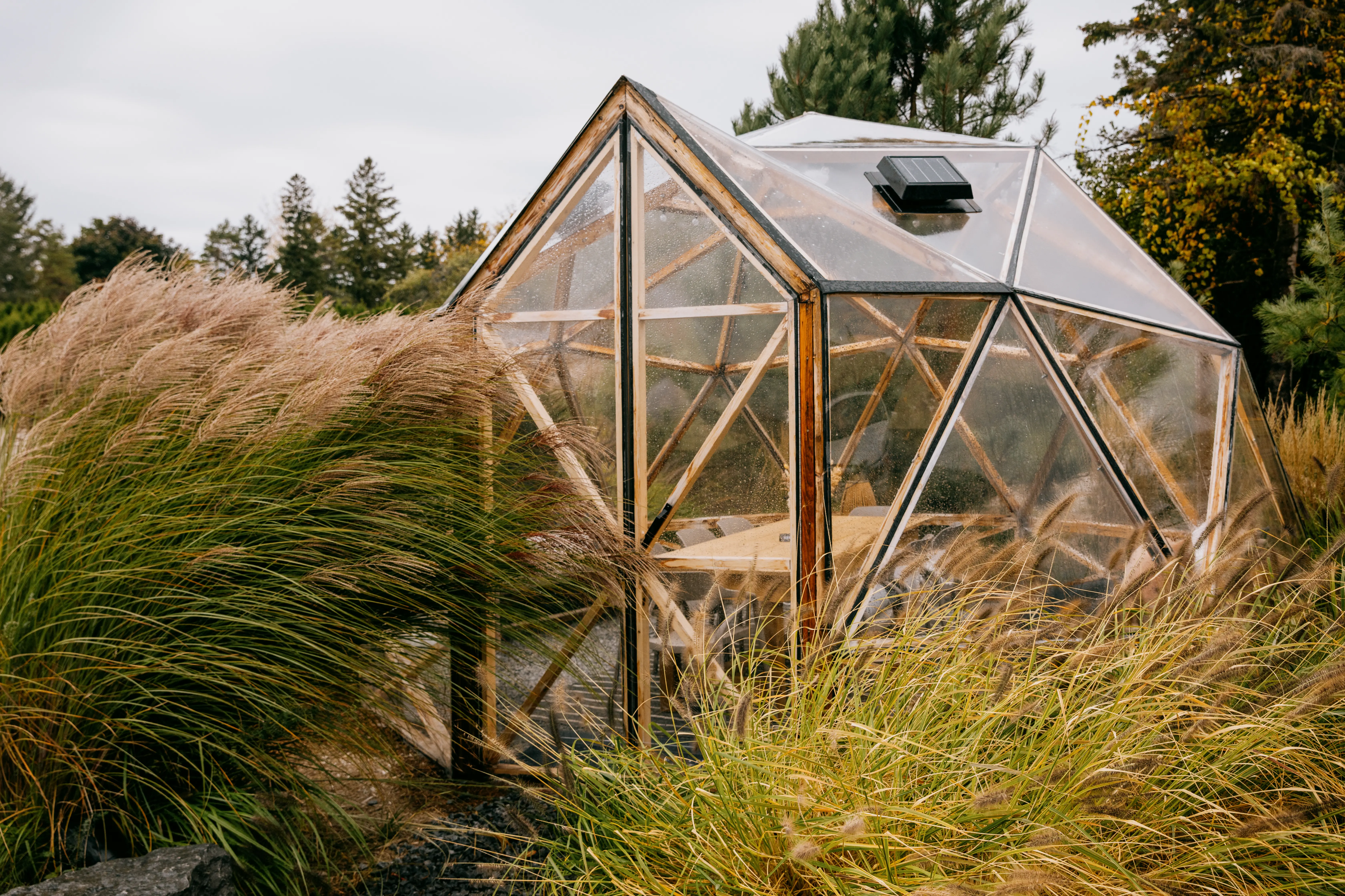 Tall, pink and green pampas grass blowing in the wind in front of a glass geodome.