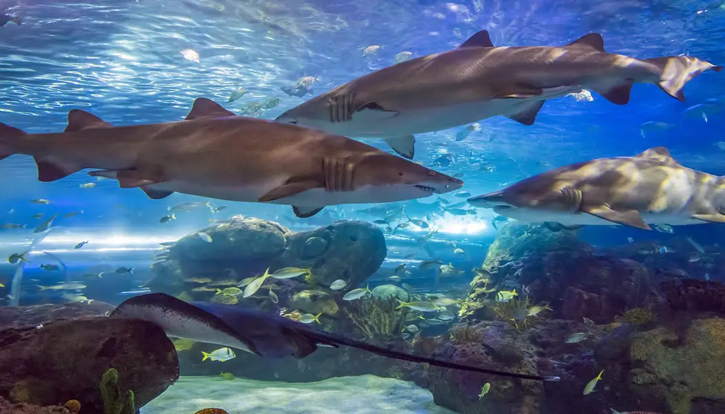 Vue rapprochée de trois requins qui nagent autour du récif avec d’autres poissons nageant en arrière-plan au Ripley’s Aquarium of Canada.