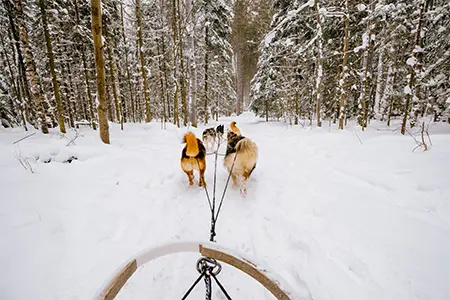 View from a dog sled travelling along a snowy forest trail in Ontario.
