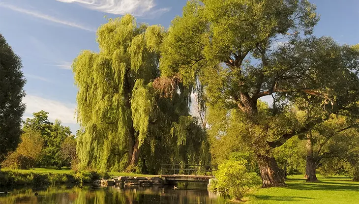 Un parque verde y frondoso con un estanque rodeado de árboles maduros, entre ellos un gran sauce llorón.