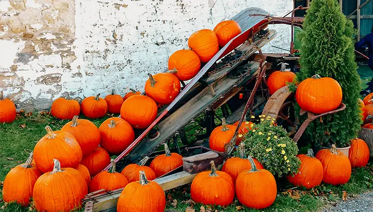 Citrouilles disposées autour d’un chariot rustique en bois, avec des citrouilles alignées sur une poutre inclinée et de petites plantes fleuries à proximité.