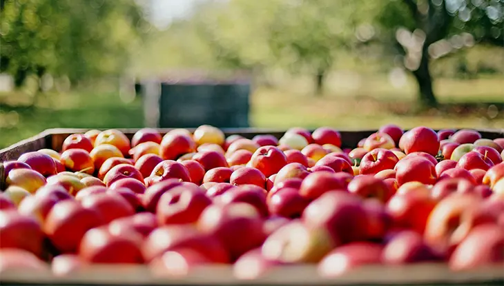 Bin filled with red and yellow apples in an orchard, with rows of trees and soft-focus greenery stretching into the background.
