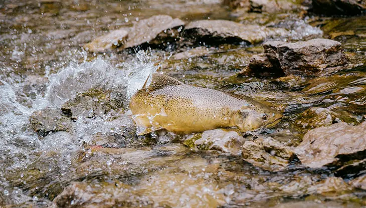 Un saumon nage dans une eau peu profonde et agitée au-dessus d’un lit de rivière rocheux.