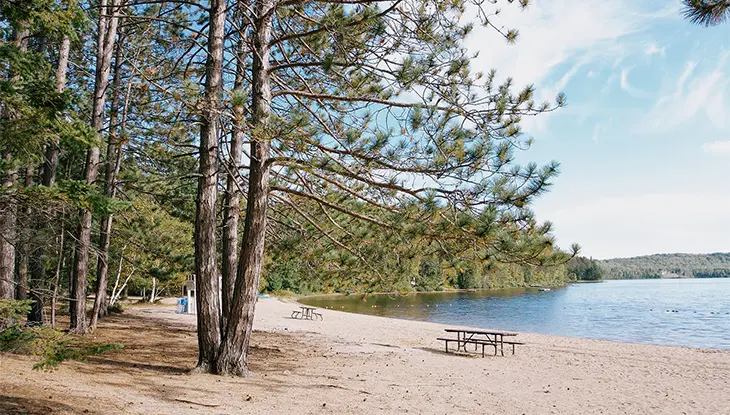 Playa de arena bordeada de pinos a lo largo de un lago tranquilo.