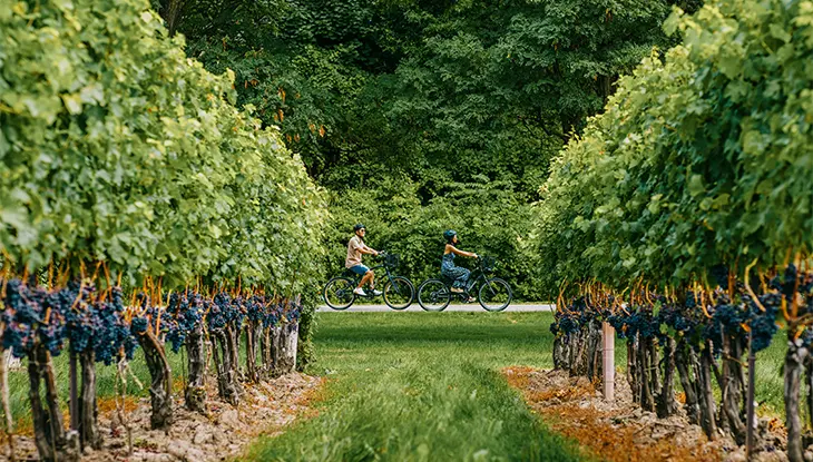 Two cyclists ride along a path between rows of grapevines in a vineyard with large trees in the background
