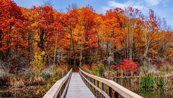 Un puente de madera sobre el agua conduce a un bosque.