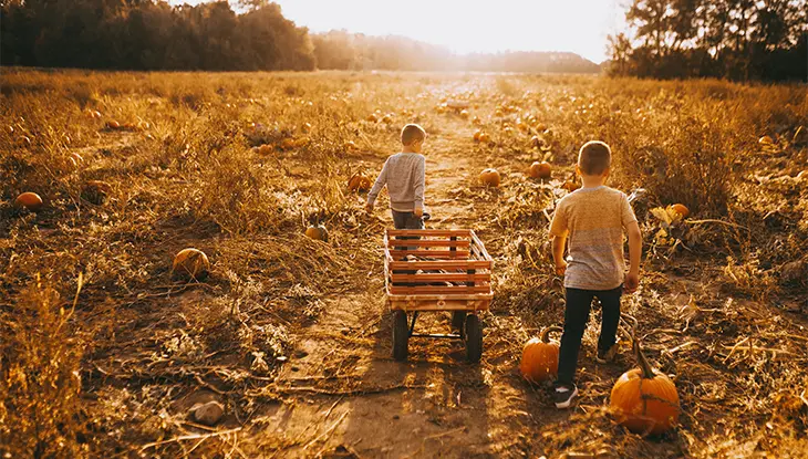 Deux enfants marchant dans un champ de citrouilles et poussant une petite charrette, avec des citrouilles dispersées le long du sentier.