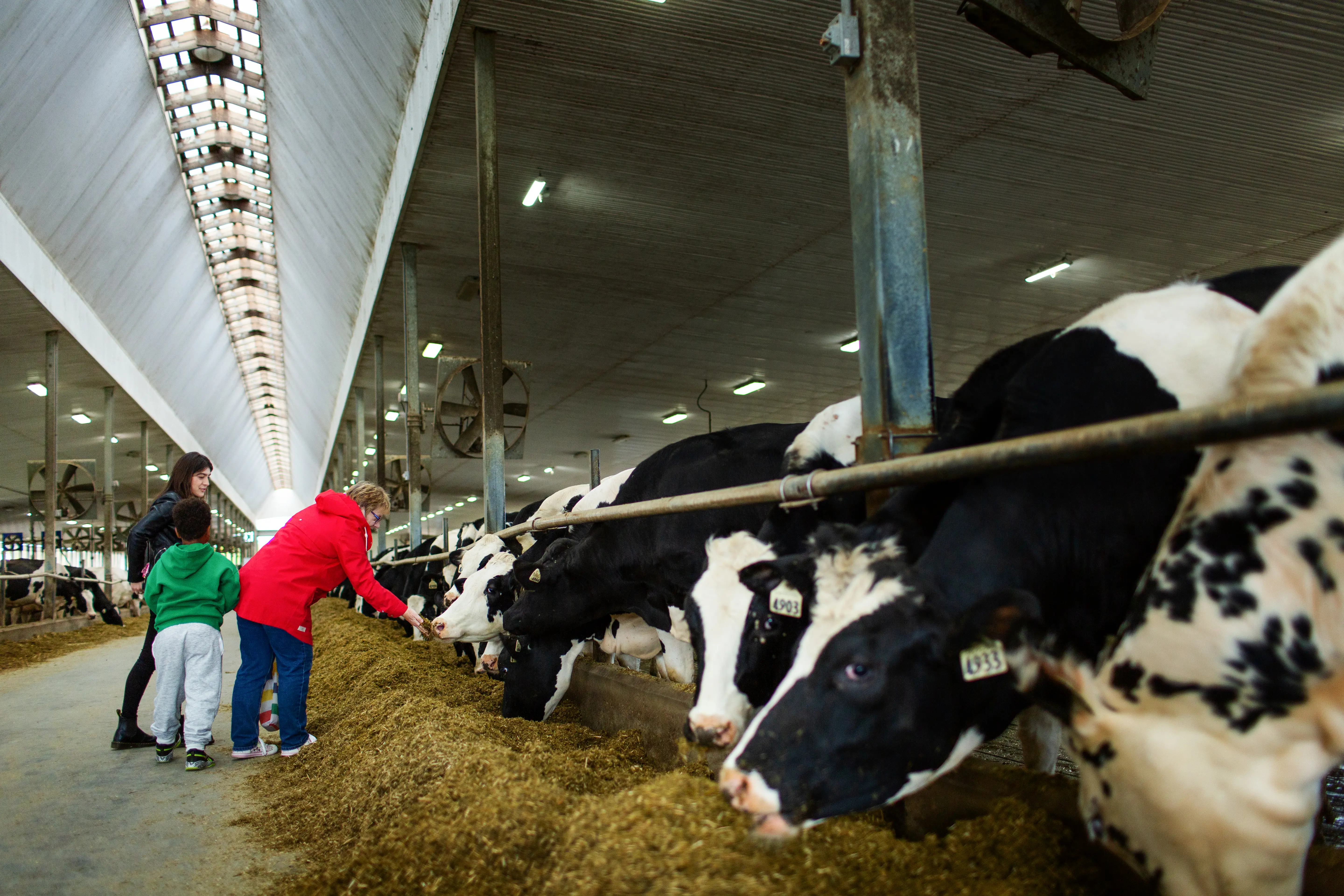 Des visiteurs caressent des vaches dans une grange.